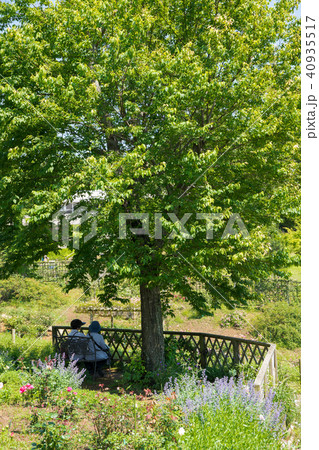新緑の公園 40935517