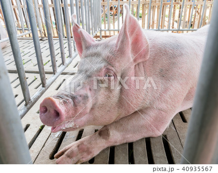 Pig in the cage at livestock exhibition 40935567