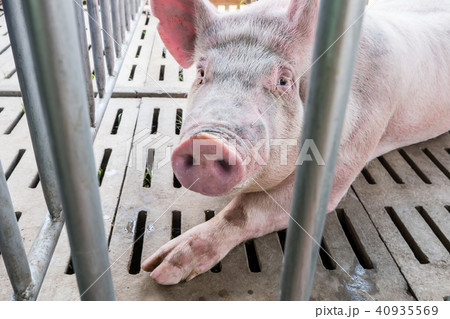 Pig in the cage at livestock exhibition 40935569