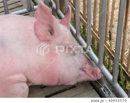 Pig in the cage at livestock exhibition 40935570