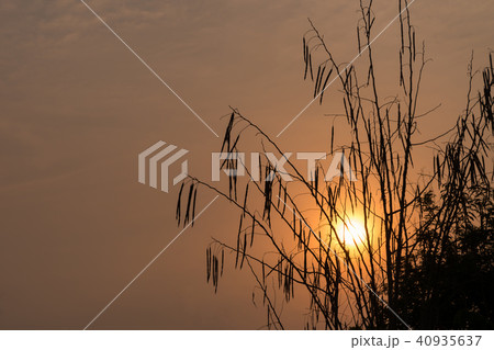 Silhouette of Horse radish tree 40935637