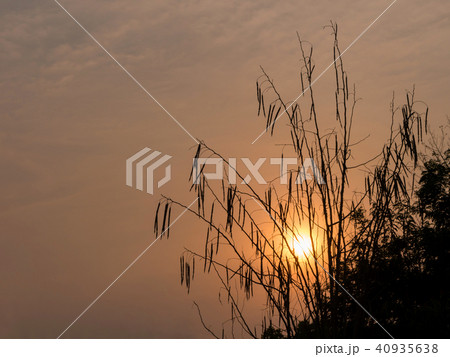 Silhouette of Horse radish tree Silhouette of Horse radish tree 40935638