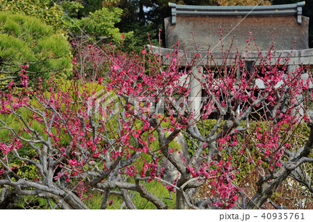 梅と芹川天満宮 40935761