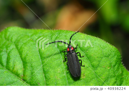 オバボタル 40936224