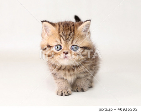 ミヌエット 子猫 ミヌエット 子猫 40936505