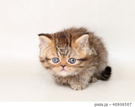 ミヌエット 子猫 ミヌエット 子猫 40936507
