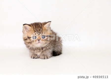 ミヌエット　子猫 40936513