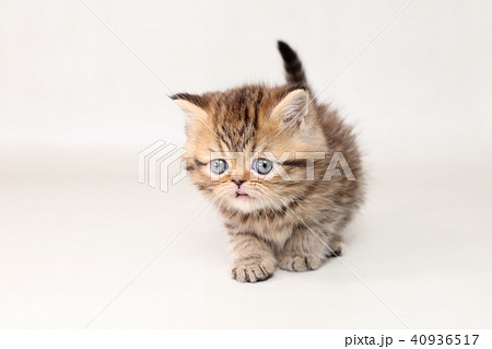 ミヌエット 子猫 ミヌエット 子猫 40936517