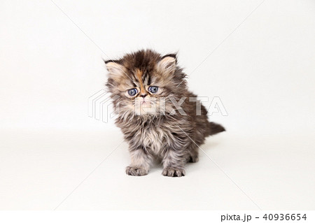 ミヌエット 子猫 ミヌエット 子猫 40936654