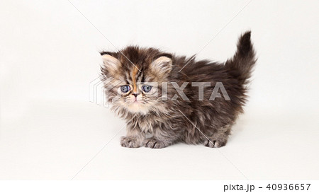 ミヌエット　子猫 40936657