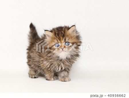 ミヌエット　子猫 40936662