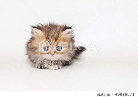 ミヌエット　子猫 40936671