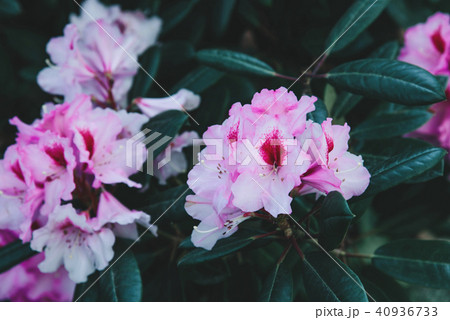 Rhododendron flower pattern. 40936733