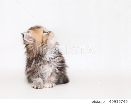 ミヌエット 子猫 ミヌエット 子猫 40936746
