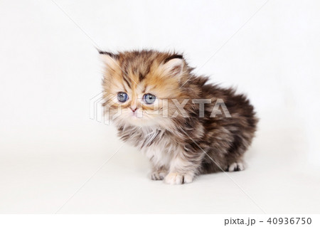 ミヌエット　子猫 40936750