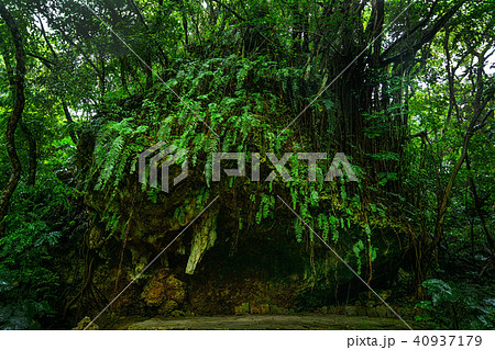 斎場御嶽の森 40937179