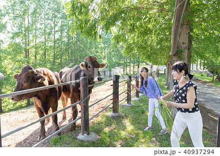 牧場イメージ 牛 女子旅 40937294