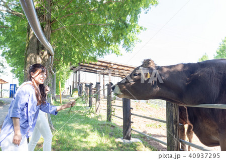 牧場イメージ 牛 女子旅 40937295