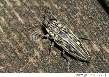 ウバタマムシ 40937721