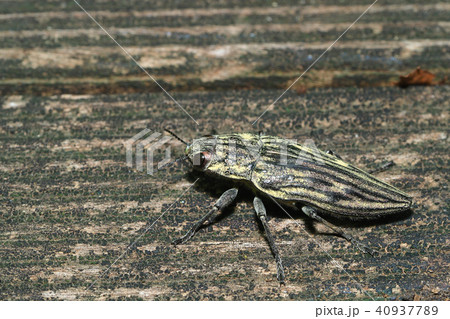 ウバタマムシ 40937789