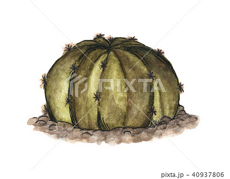 Cactus growing in the rocks on white background 40937806