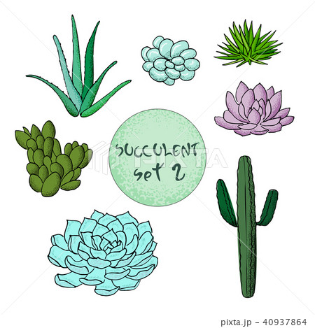 Succulent cactus collection. agave, Carnegiea, aloe, gastraea, haworthia, Saguaro, Echinopsis, San Succulent cactus collection. agave, Carnegiea, aloe, gastraea, haworthia, Saguaro, Echinopsis, San 40937864