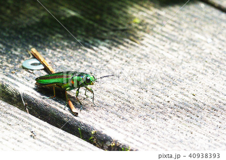 ヤマトタマムシ 40938393