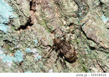 ナガゴマフカミキリ ナガゴマフカミキリ 40938916