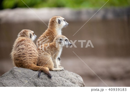 ミーアキャット2 ミーアキャット2 40939183