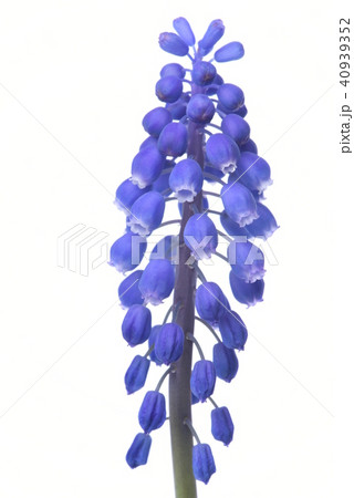 Macro of Muscari springtime flower Macro of Muscari springtime flower 40939352