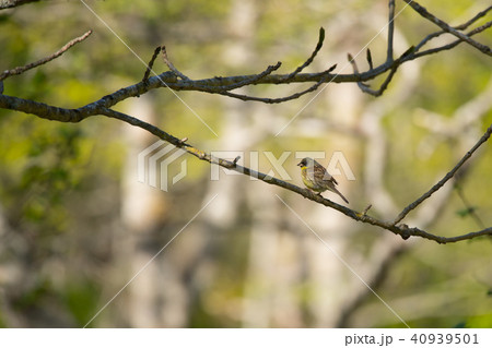 森林公園のアオジ 40939501