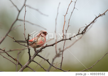 初夏のベニマシコ 40939502