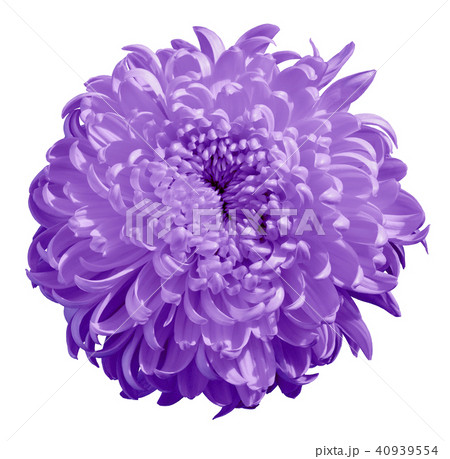 Flower lilac Chrysanthemum  isolated on white 40939554