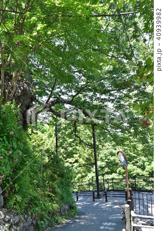 武蔵御嶽神社参道の御岳の神代ケヤキ 武蔵御嶽神社参道の御岳の神代ケヤキ 40939982