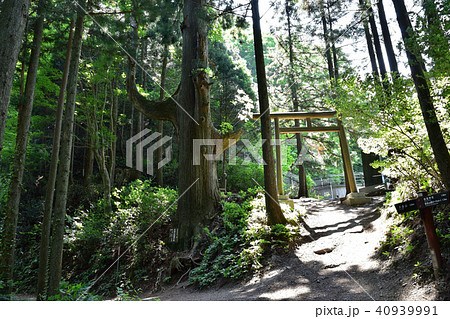 御岳山天狗の腰掛け杉 御岳山天狗の腰掛け杉 40939991