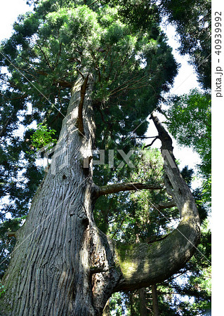 御岳山天狗の腰掛け杉 御岳山天狗の腰掛け杉 40939992