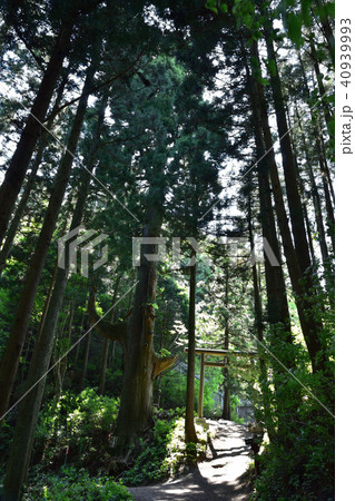 御岳山天狗の腰掛け杉 40939993