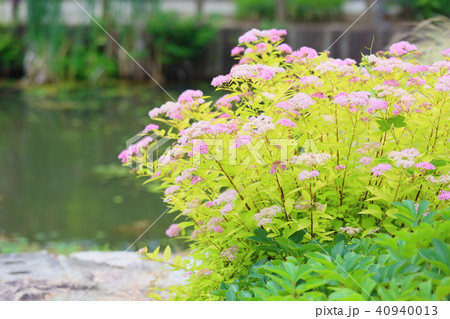 シモツケソウの花 シモツケソウの花 40940013