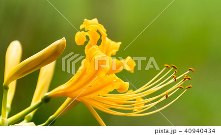 黄色い彼岸花 黄色い彼岸花 40940434