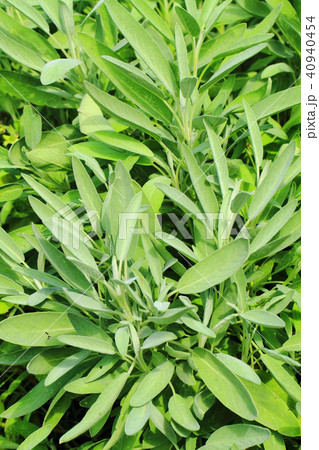 green sage plant texture 40940454
