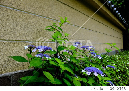 塀と紫陽花 塀と紫陽花 40940568