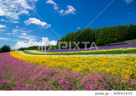 彩のライン 40941435