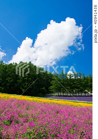 夏雲と夏花達 40941436