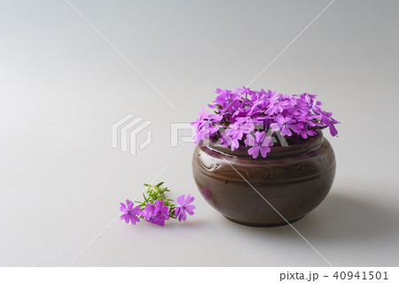 花 ピンク 瓶 40941501