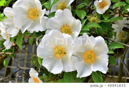 ナニワイバラ 40941655