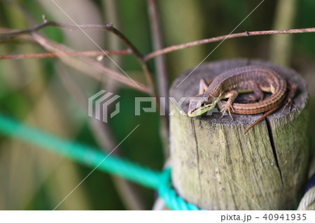 ニホンカナヘビ ニホンカナヘビ 40941935
