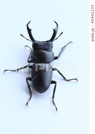 コクワガタ 40942235
