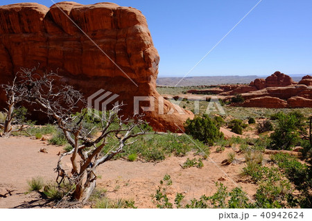 デビデビルスガーデントレイル 40942624