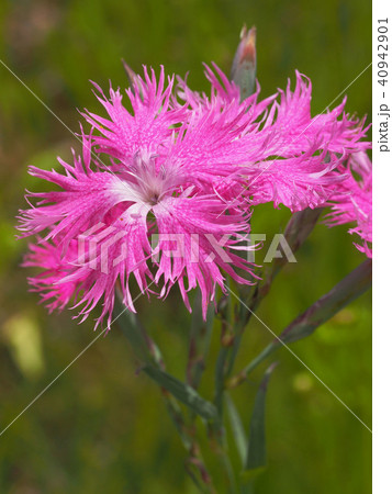 カワラナデシコ 40942901