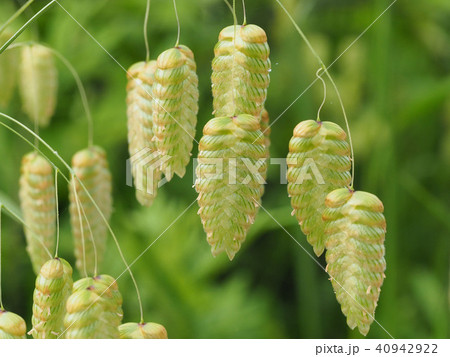 コバンソウ コバンソウ 40942922